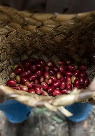 altromercato energia